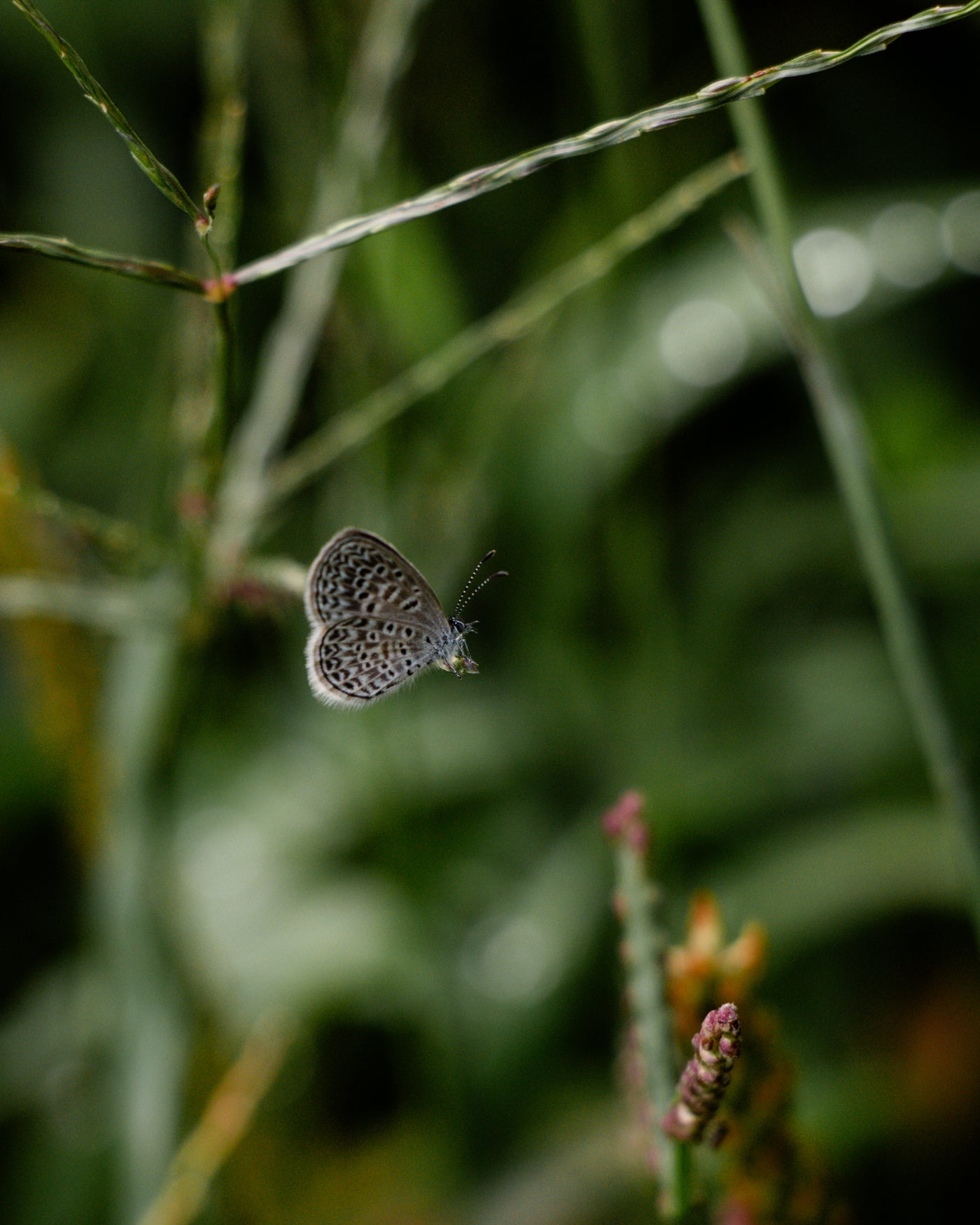 Regenerative Organic Specialty Coffee