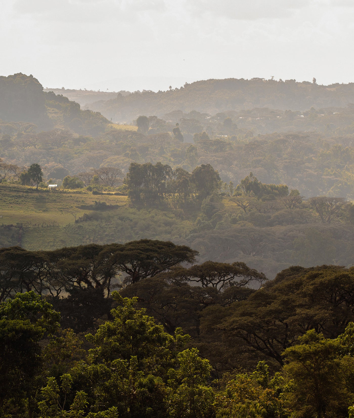 Ethiopia Bedaye — Organic Coffee Steep Bags