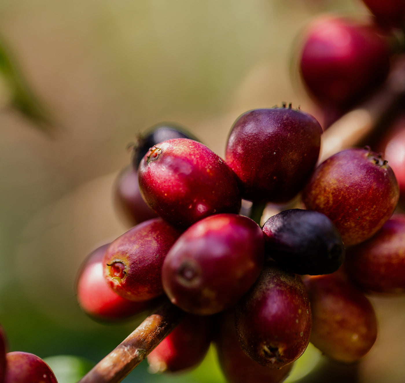 Ethiopia Bedaye
